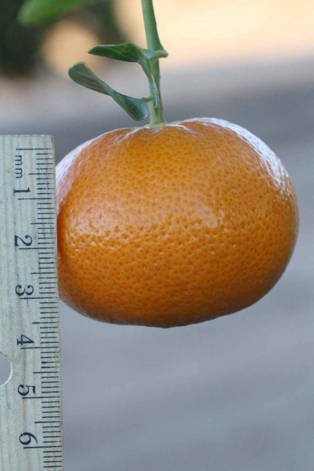            Fruit (Riverside, CA)   